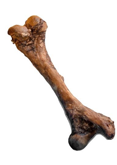 beef fémur monsters natural