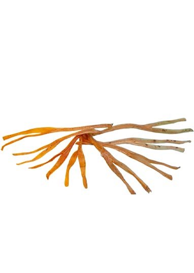 caninos-prime-natural-dog-snack-Bully-sticks-beef-tendons-for-dogs2