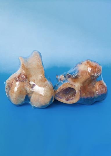 caninos-prime-natural-dog-snack-Bullysticks-Pork-femur-natural